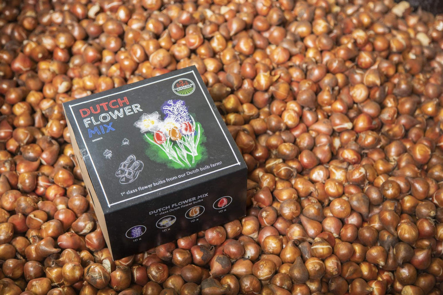 Flowerbulbs Amsterdam - Dutch Flower Mix - Luxusbox mittel, 40 Blumenzwiebeln f�r 1 m� Blumenpracht - Gr��e 12+