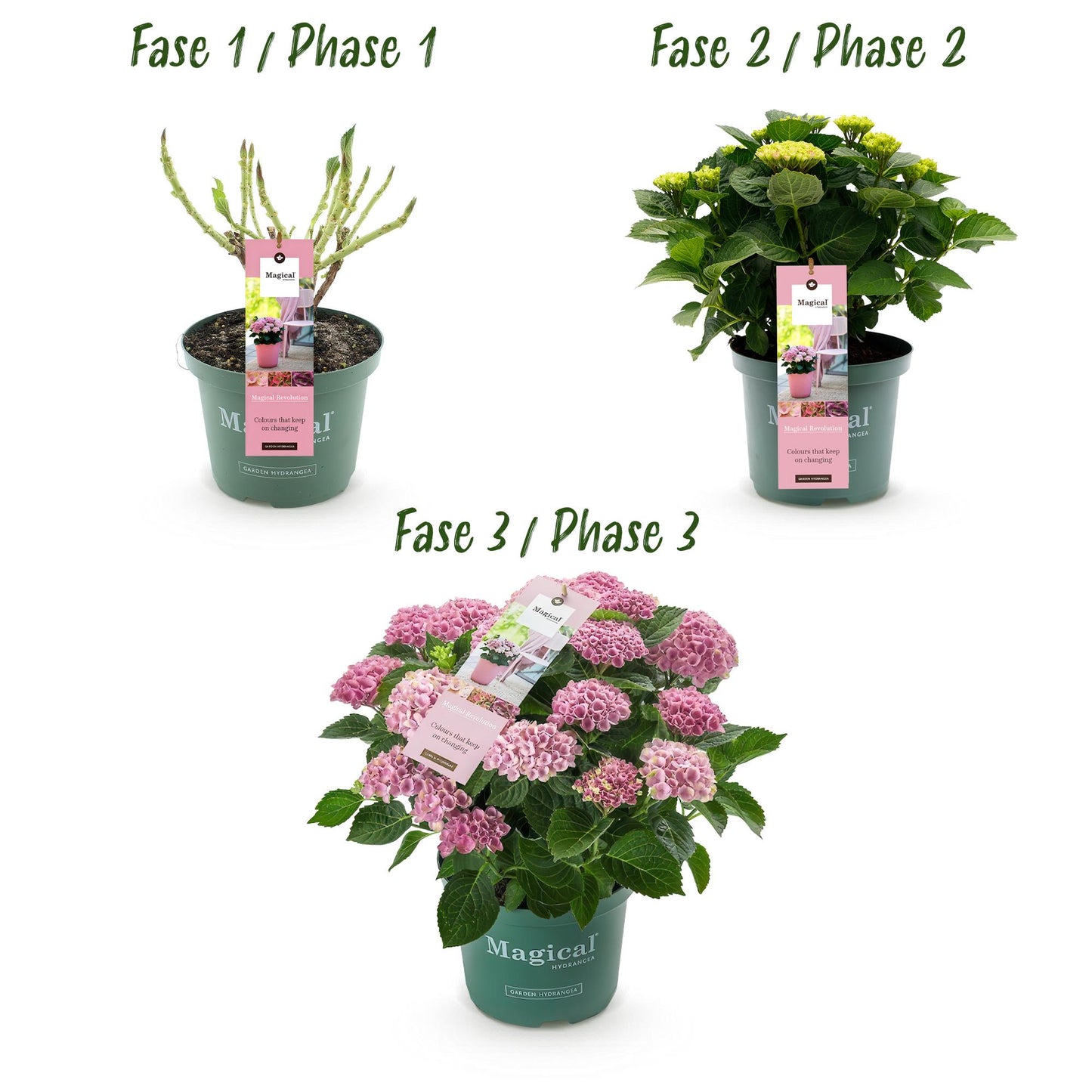 Green boutiQ - Balkonpflanze - Hortensie - Hydrangea Magical Revolution Pink - Pink - 6-10 Blumen - Topf 23cm Höhe 55cm