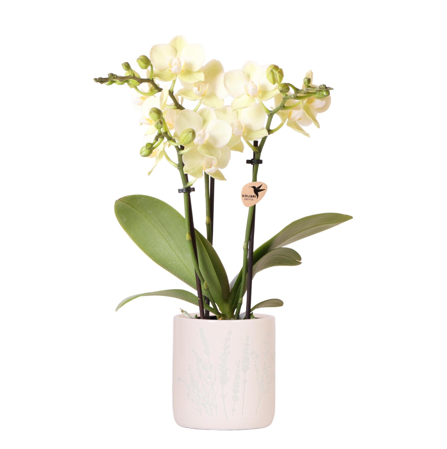 Kolibri Orchids | Gelbe Orchidee Mexico + Floral Ziertopf Hellblau – Topfgröße Ø9cm | Blühende Zimmerpflanze – Frisch vom Züchter