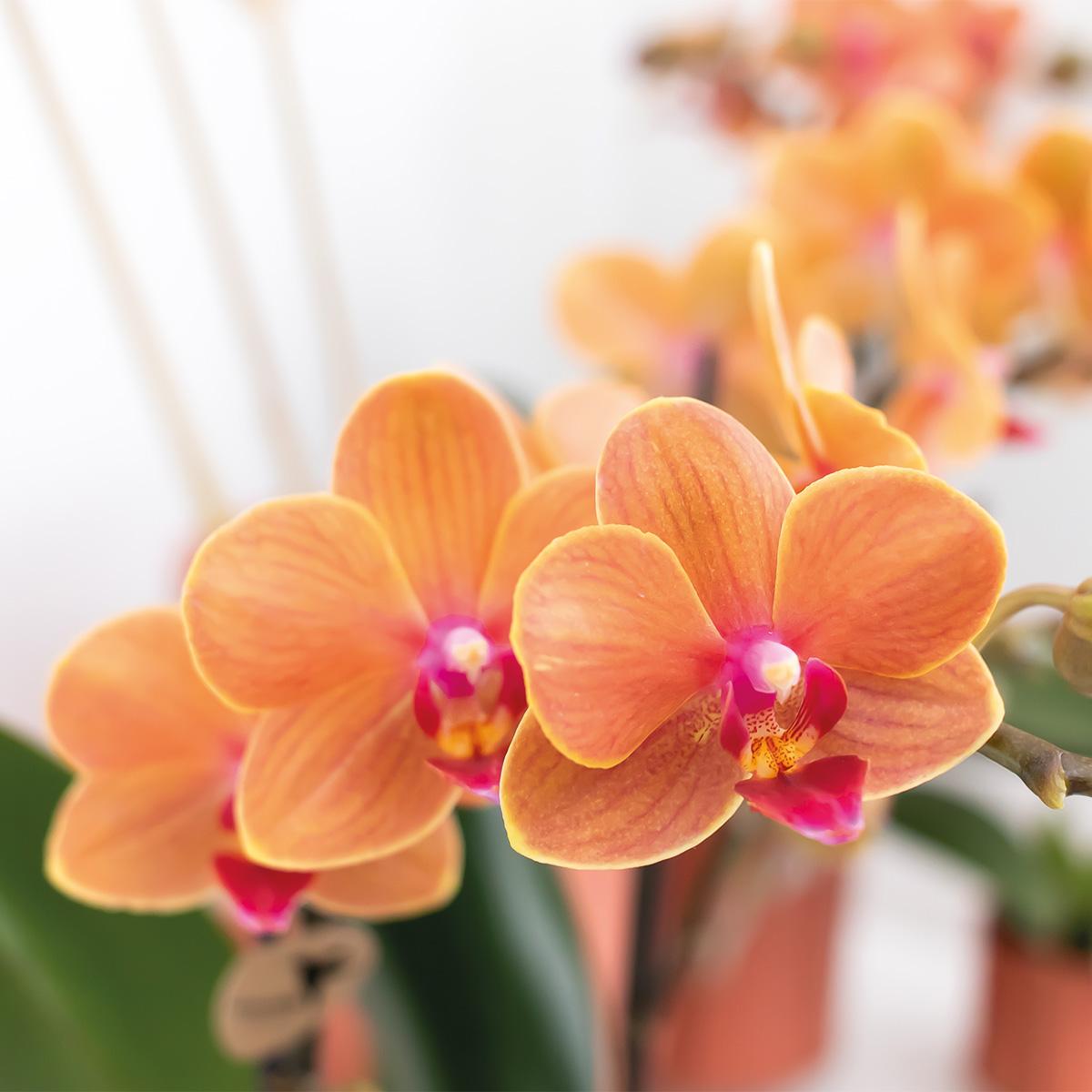 Kolibri Orchids | Orange Phalaenopsis Orchidee - Mineral Bolzano - Topfgröße Ø9cm | blühende Topfpflanze - frisch vom Züchter