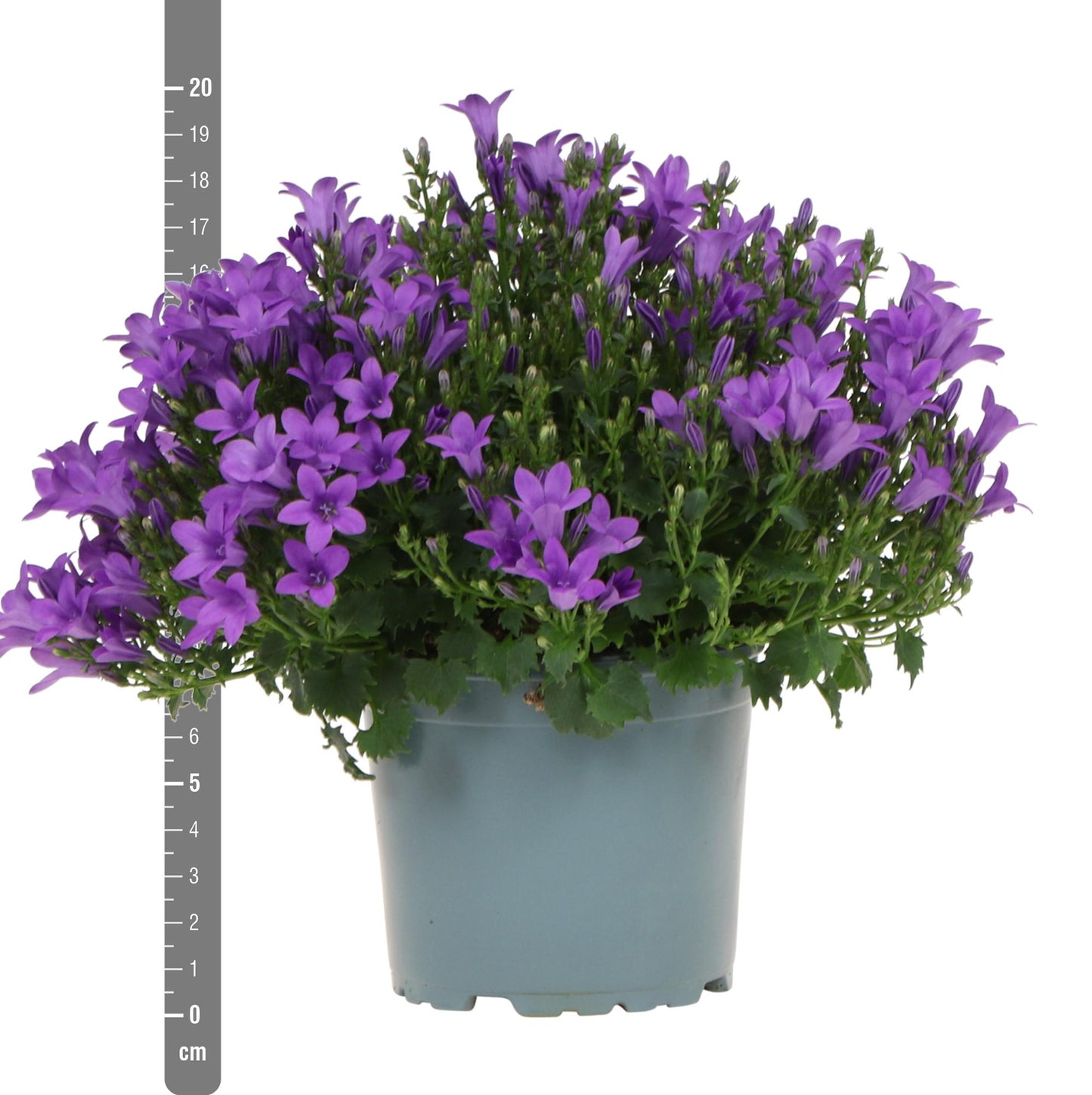 Campanula Addenda - Glockenblume lila Topfgröße 12cm - mehrjährig - winterhart - Purple