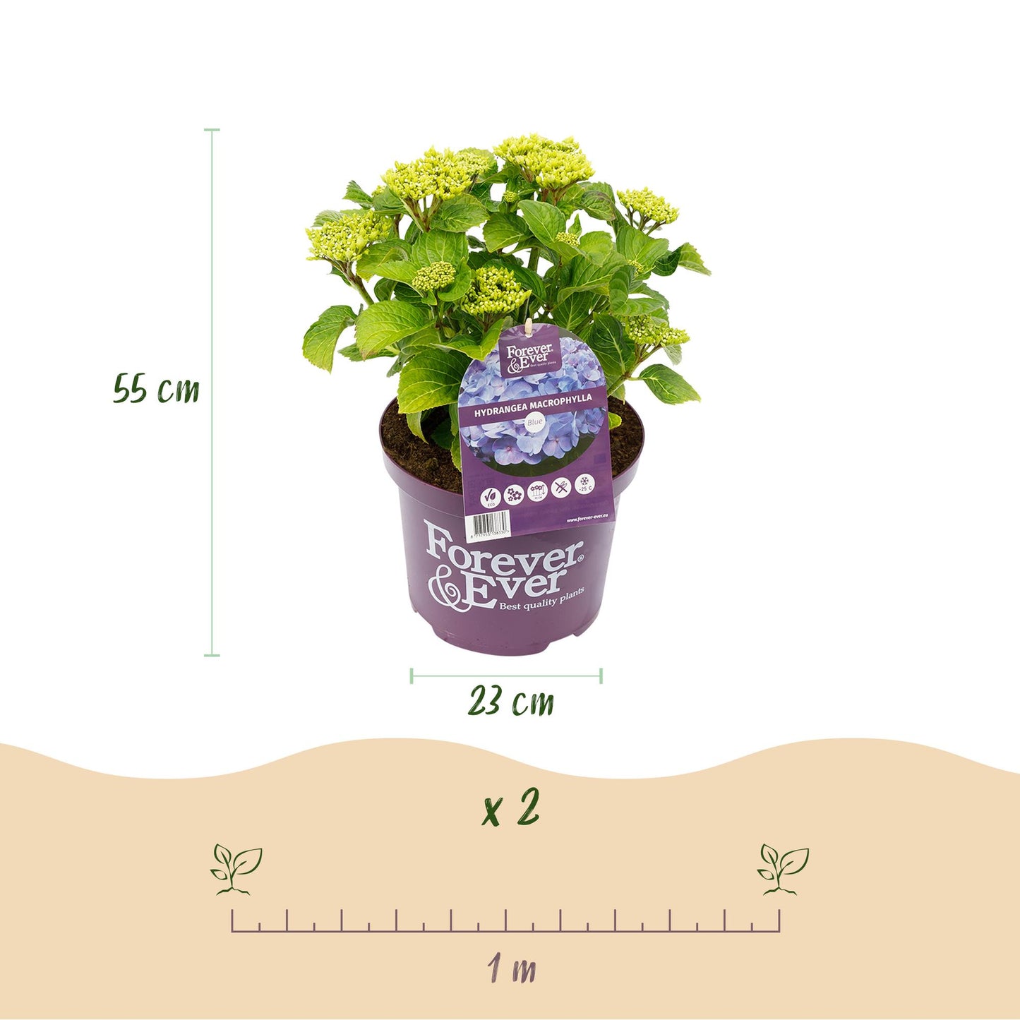 Green boutiQ - Balkonpflanze - Hortensie - Hydrangea Forever & Ever - Blau - 7-12 Blumen - 2 Pflanzen - Topf 23cm Höhe 55cm