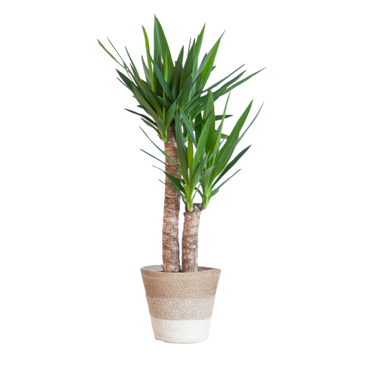 Yucca Elephantipes mit Korb Lissabon weiß - 90cm - Ø21