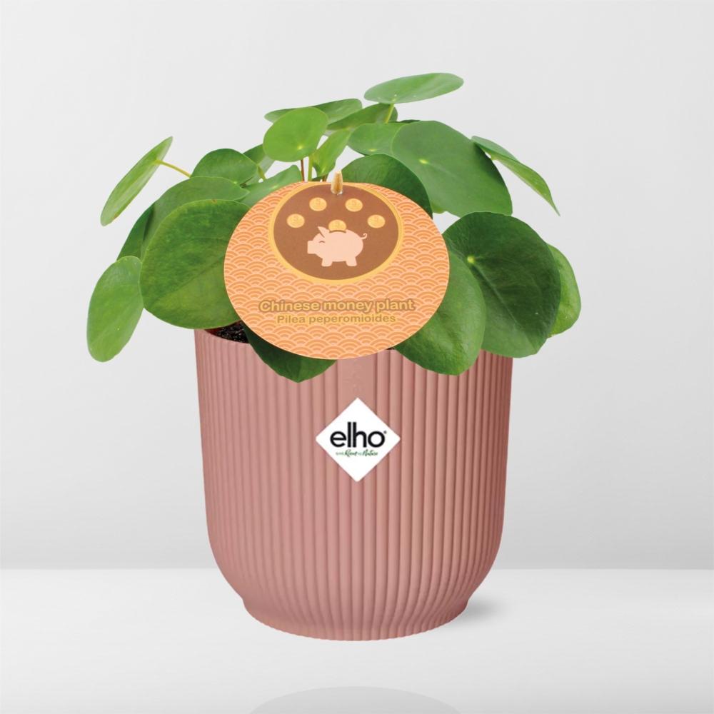 Easter -Pilea Peperomioides 12cm in ELHO Vibes Fold 14cm roze