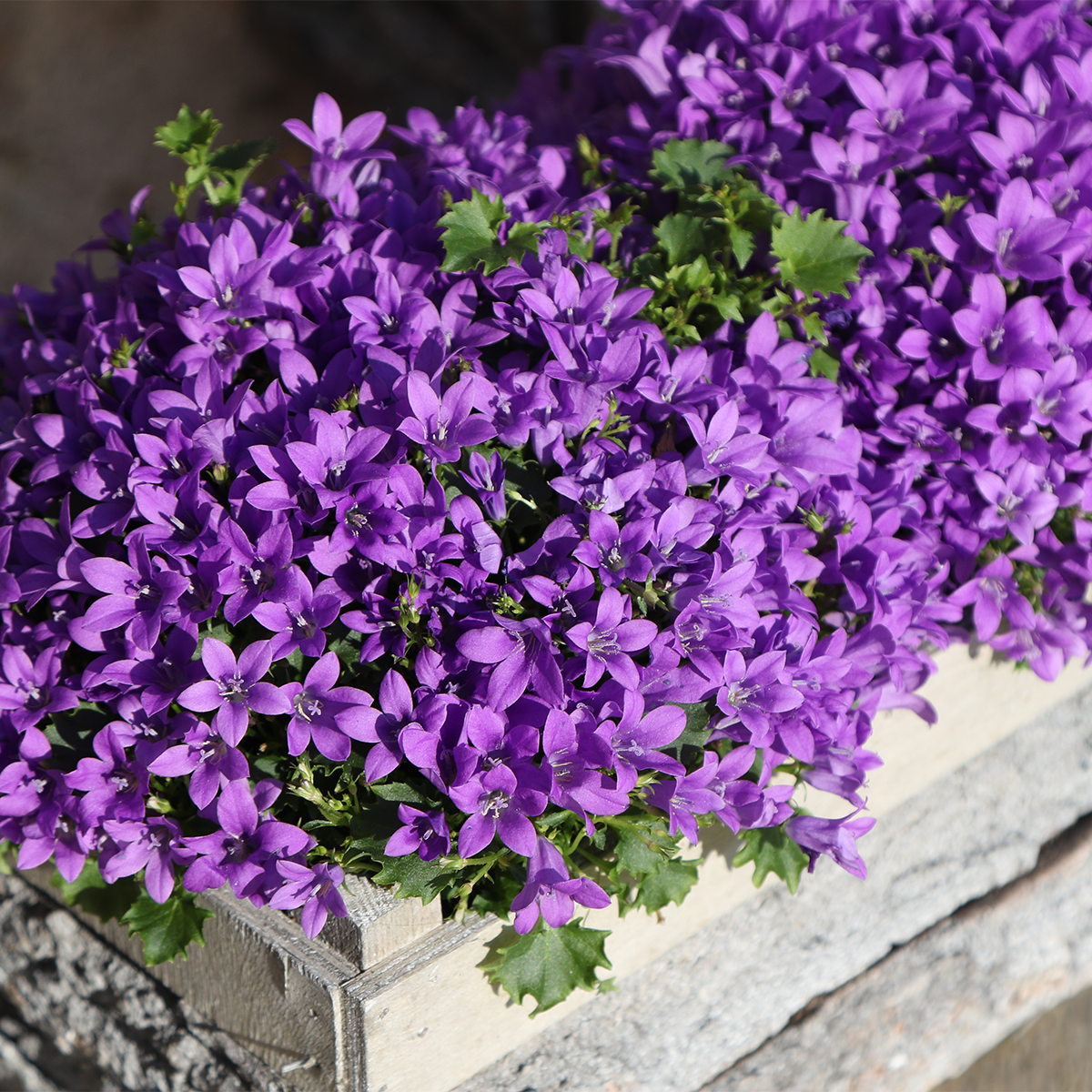 Campanula Addenda Ambella Intensives Lila - Holzschale mit 2 Gartenpflanzen - Topfgröße 12cm - mehrjährig - winterhart