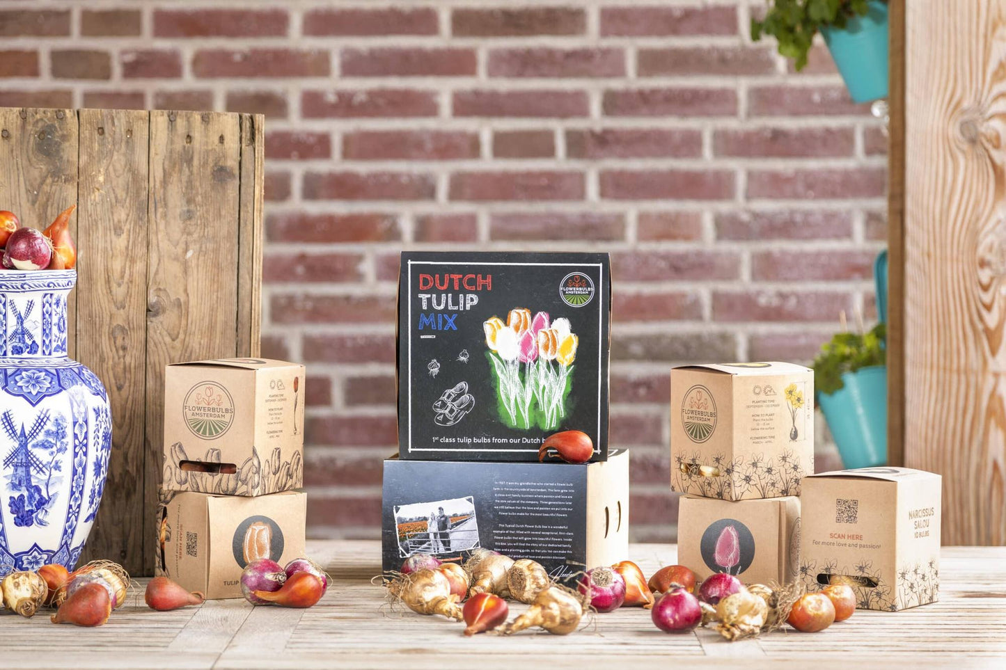 Flowerbulbs Amsterdam - Dutch Tulip Mix - Luxusbox mittel, 40 Blumenzwiebeln f�r 1 m� Blumenpracht - Gr��e 12+
