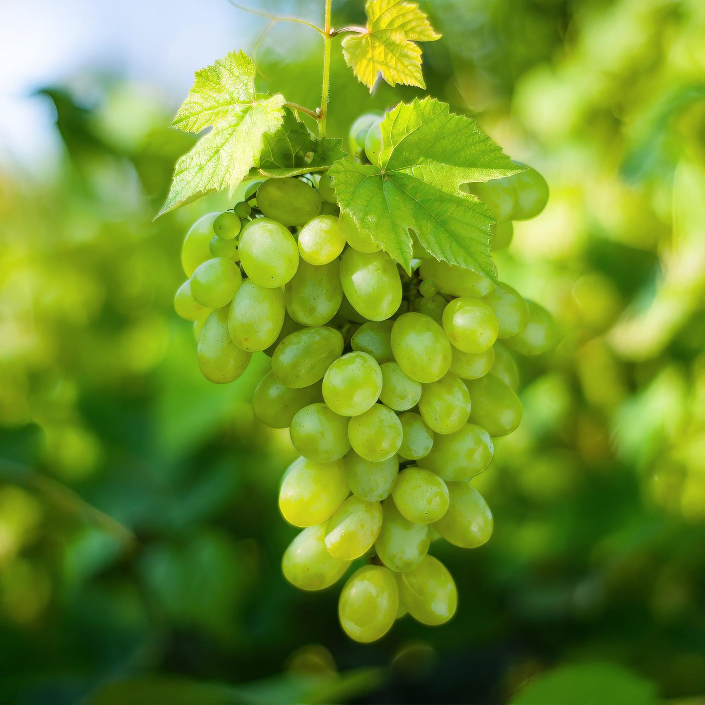 GreenboutiQ - Obstpflanze - Weiße Traube - Vitis vinifera Himrod - Kernlos - 2 Pflanzen - Topf 15cm Höhe 50cm