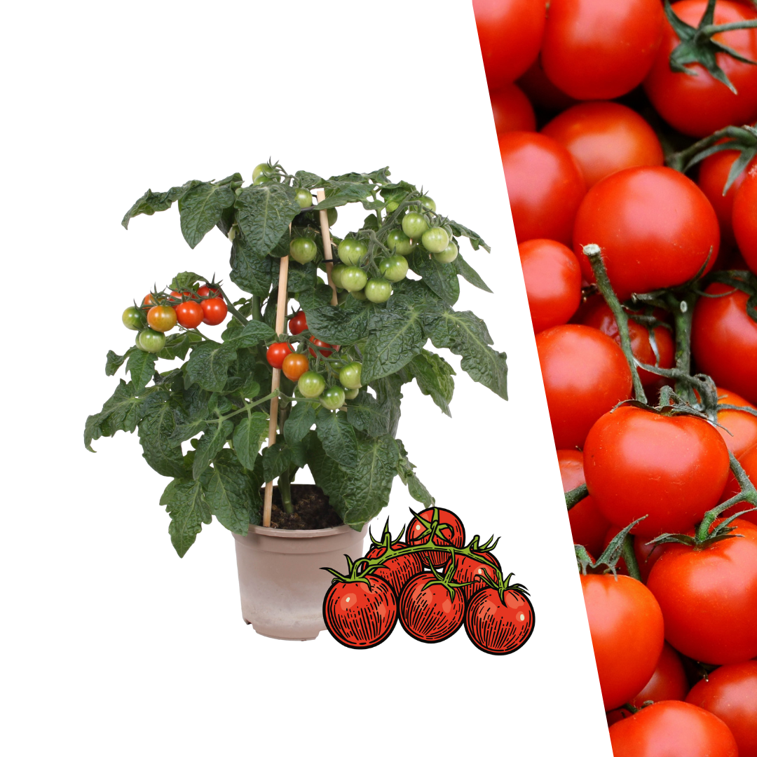 Gemüse pflücken Kirschtomate - Ø 14 cm - ↨ 45 cm