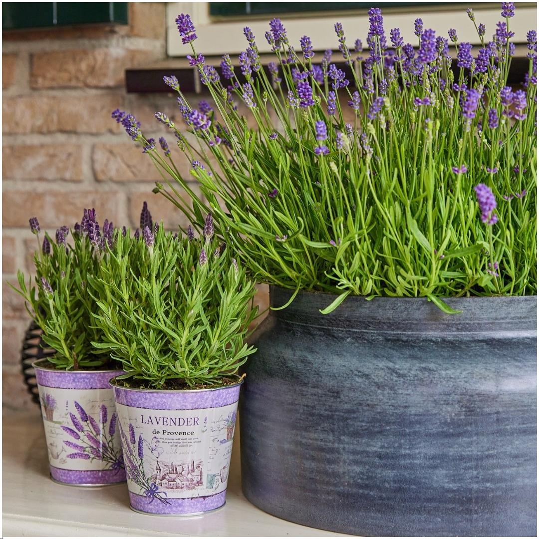 Plants by Frank - Lavandula stoechas Anouk® im Dekotopf 'Lavenderprint' - 13 cm Topf - 3er-Set Französischer Lavendel im Dekotopf