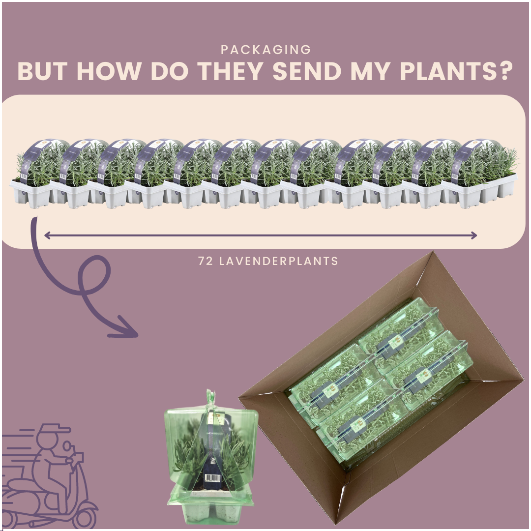 12 x 6er set Lavendel angustifolia - 72 x Ø7 cm - ↕15 cm - Lavendelpflanzen winterhart - Frisch aus der Gärtnerei geliefert