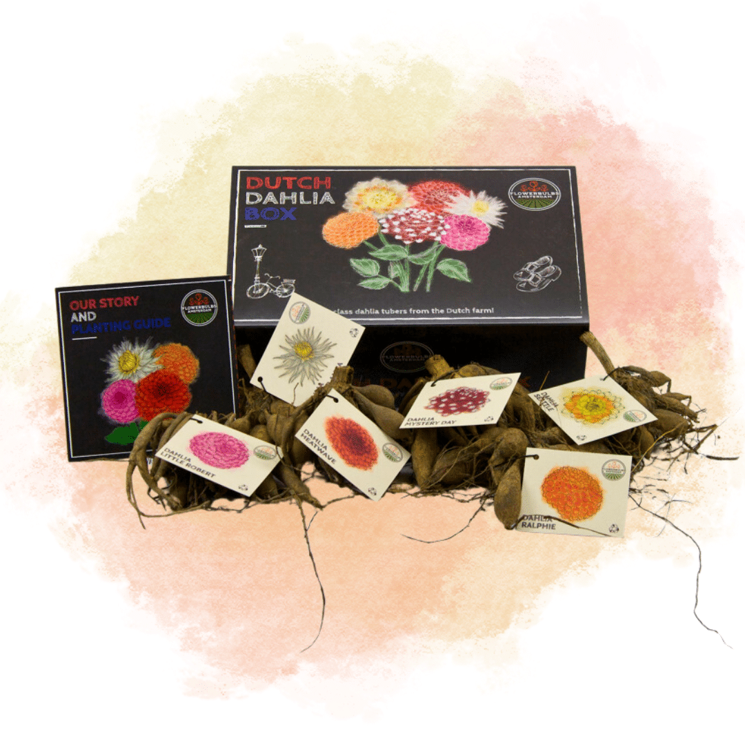 Flowerbulbs Amsterdam - Luxusbox Groß, Set von 6 niederländischen Dahlien