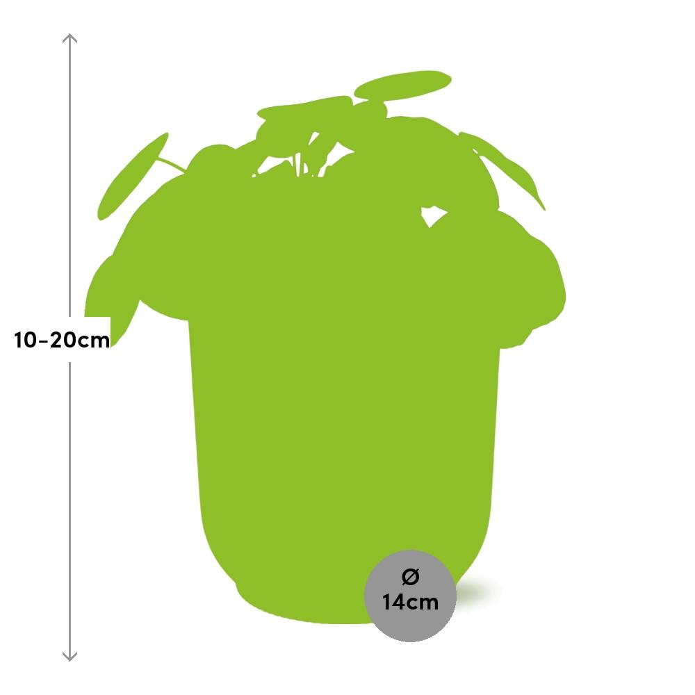 Easter -Pilea Peperomioides 12cm in ELHO Vibes Fold 14cm roze