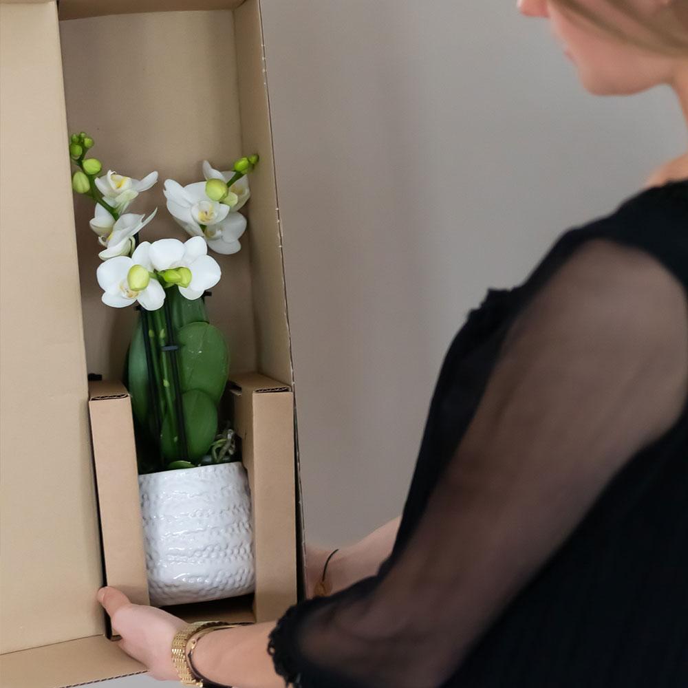 Kolibri Orchids | weiße Phalaenopsis-Orchidee - Amabilis + Diamant-Dekotopf gold - Topfgröße Ø9cm | blühende Zimmerpflanze im Blumentopf - frisch vom Züchter
