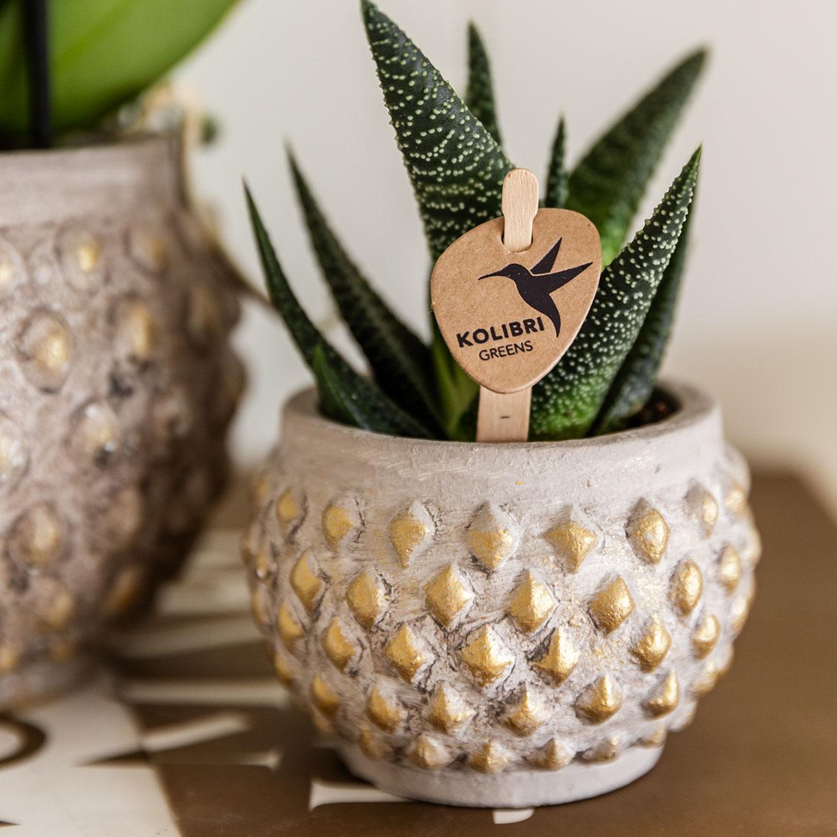 Kolibri Greens | Grünpflanze - Sukkulente Haworthia Royal Highness - Topfgröße Ø6cm - grüne Zimmerpflanze - frisch aus der Gärtnerei