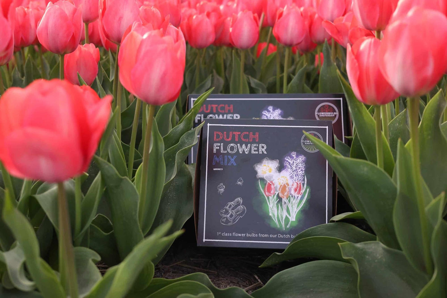 Flowerbulbs Amsterdam - Dutch Flower Mix - Luxusbox mittel, 40 Blumenzwiebeln f�r 1 m� Blumenpracht - Gr��e 12+