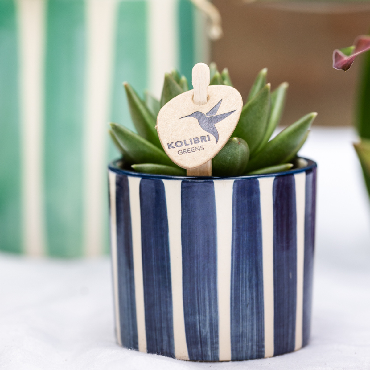 Kolibri Company | Pflanzenset Mediterranean Sunset | Weiße Phalaenopsis Orchidee Lausanne und Sukkulenten inkl. Keramik-Ziertöpfe