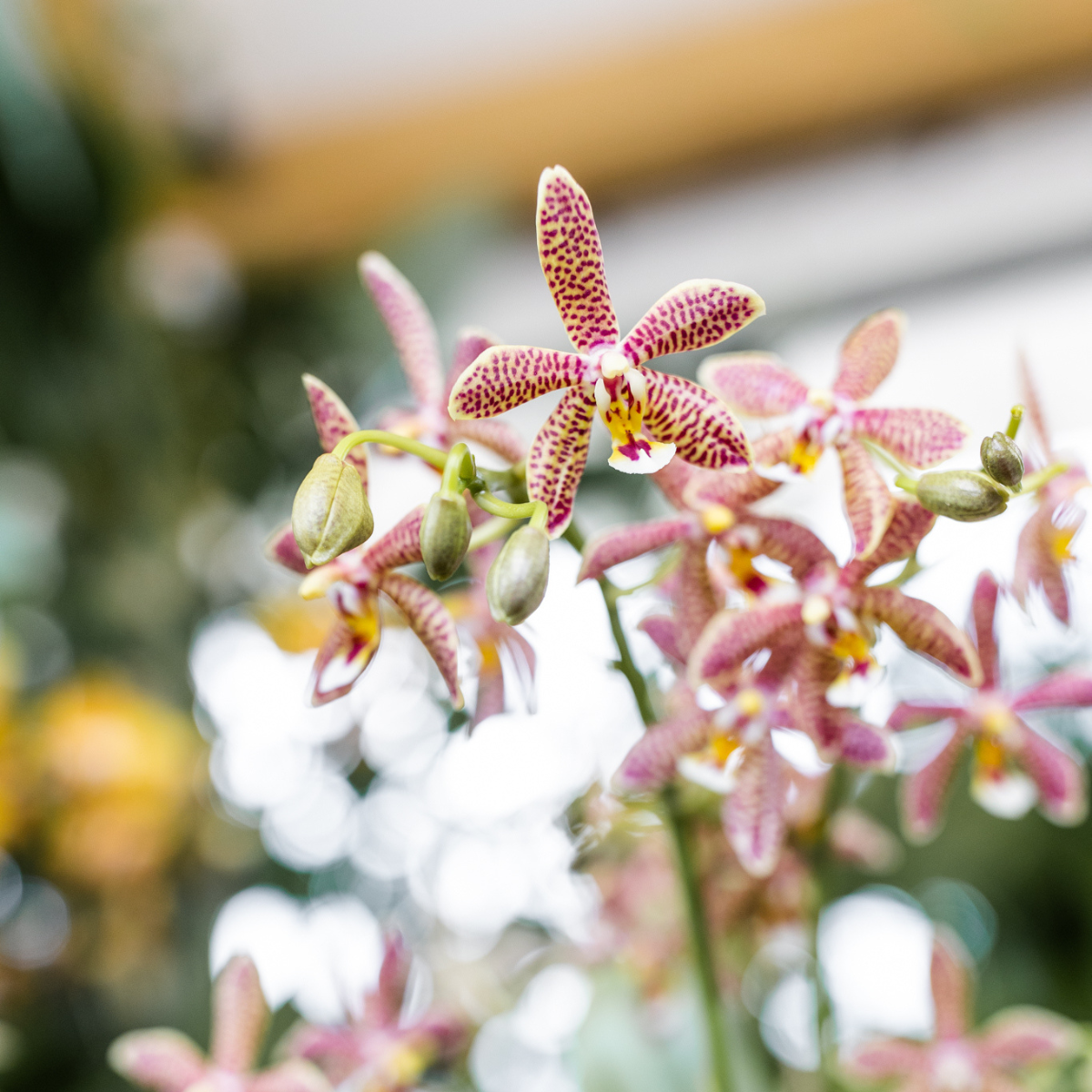Kolibri Orchids | Orange 'Spider' Orchidee + Mosa Ziertopf Orange - Topfgröße Ø9cm | Blühende Zimmerpflanze - Frisch vom Züchter