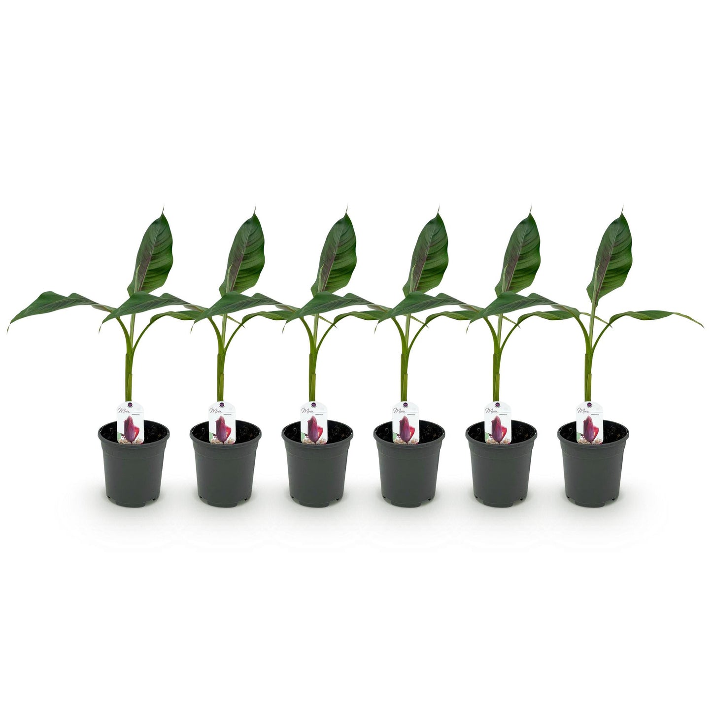 GreenboutiQ - Obstpflanze - Bananenpflanze - Musa sikkemensis Red Tiger - Winterhart - 6 Pflanzen - Topf 17cm Höhe 40cm