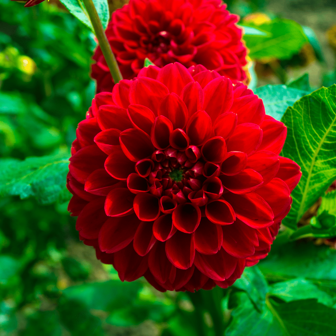 Flowerbulbs Amsterdam - Mix Outdoor Happiness, 6 Dahlien Little Robert & 6 Dahlien Heatwave knollen für 2 m²