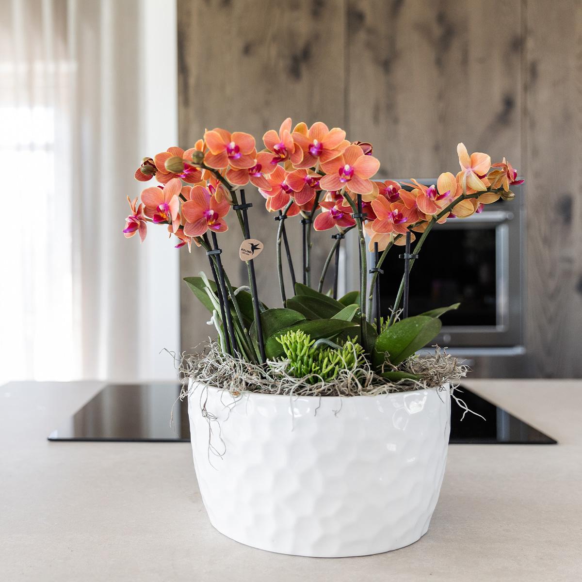 Kolibri Orchids | orangefarbenes Pflanzenset in Honigschale inkl. Wasserreservoir | drei orangefarbene Orchideen Bozen 9cm und drei Grünpflanzen | Dschungelstrauß orange mit autarkem Wasserreservoir