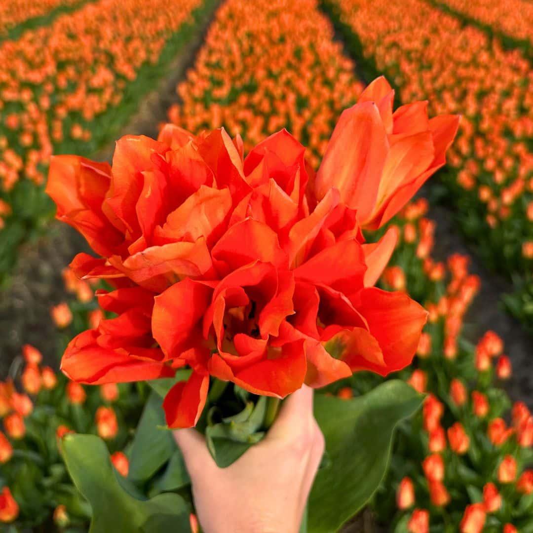Flowerbulbs Amsterdam - Super Tulip Mix - Nachhaltige Vorteilspackung, 100 Blumenzwiebeln f�r 2,5 m� Blumenpracht - Gr��e 12+