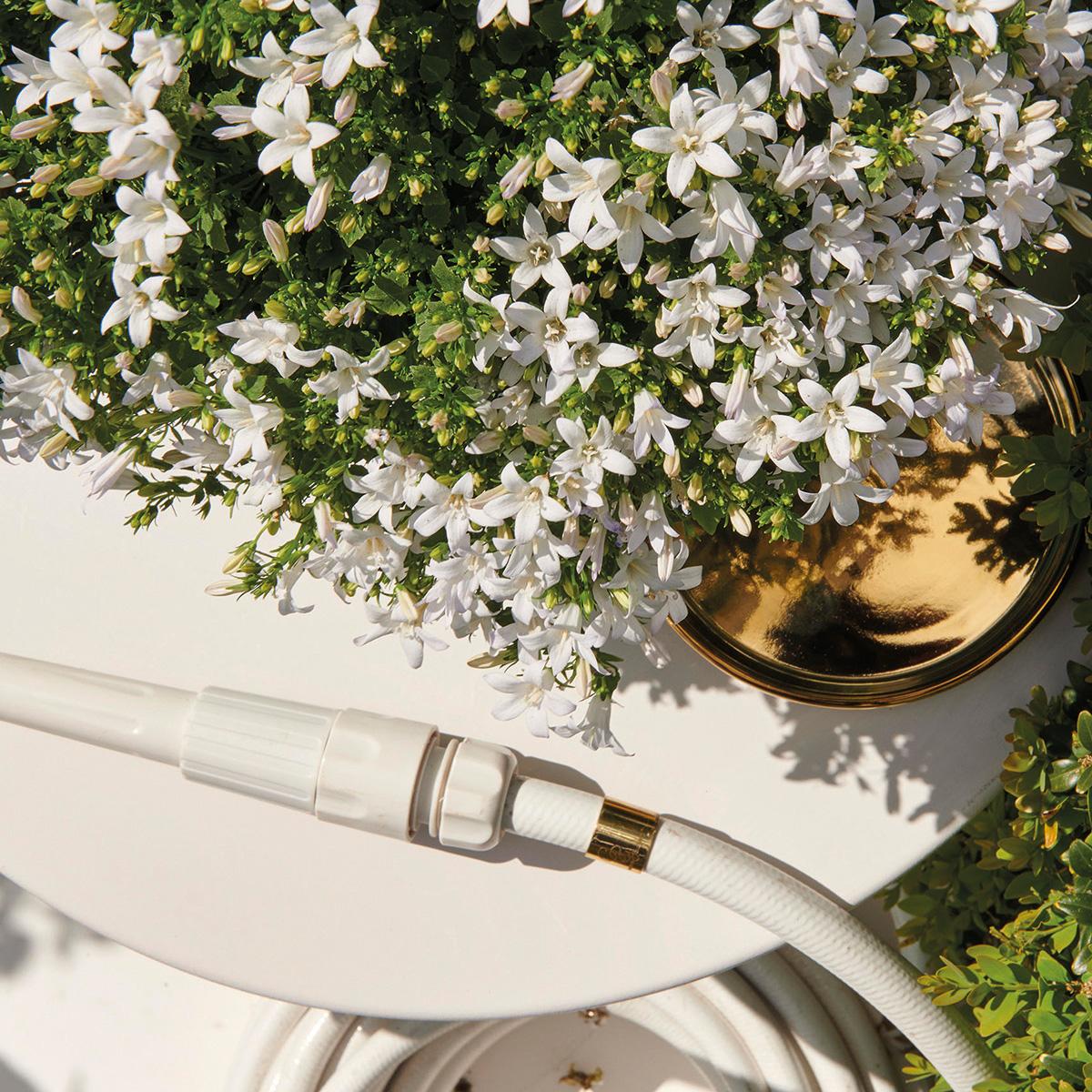 Campanula Addenda - Glockenblume weiß Topfgröße 12cm - 1m2 Bodendecker - 6 Pflanzen - Ambella weiß - Gartenpflanzen - winterhart
