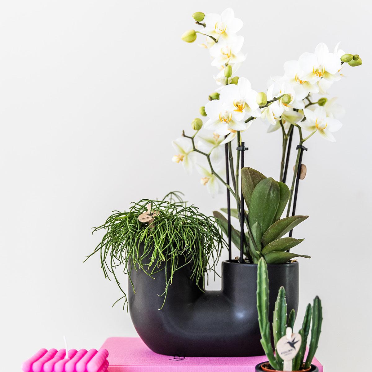 Kolibri Home | Tube Ziertopf - Black