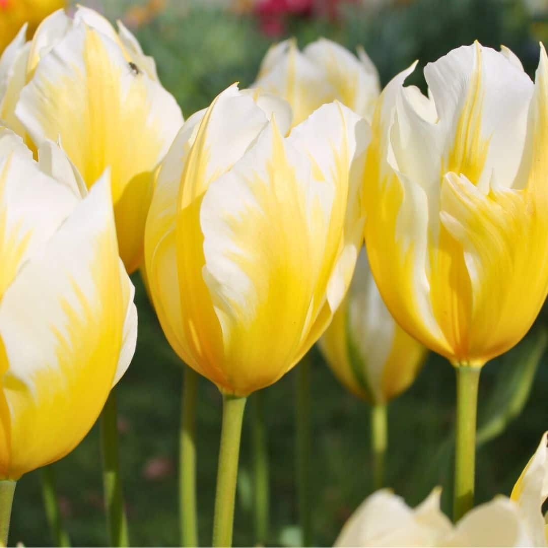 Flowerbulbs Amsterdam - Sweetheart - 15 Blumenzwiebeln - Gr��e 12+