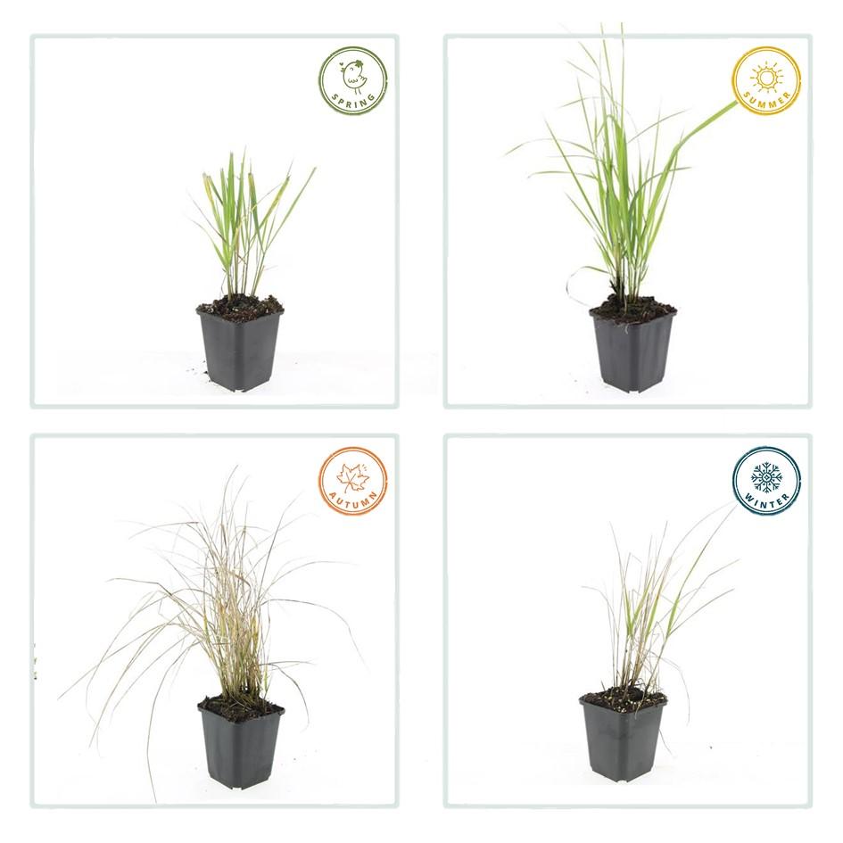 12x Calamagrostis acut. 'Karl Foerster' - ↕10-25cm - Ø9cm