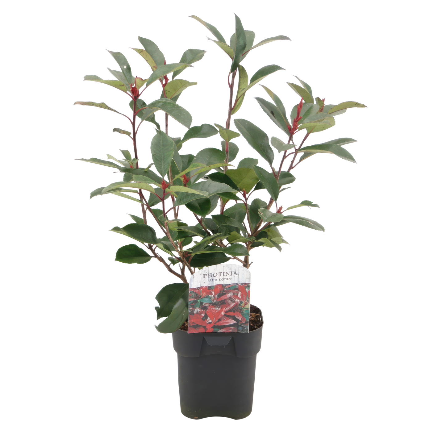 "GreenboutiQ - Heckenpflanzen - Photinia fraseri Red Robin - grün rot - 6 Pflanzen - 1 laufender Meter - immergrün - Topf 17cm Höhe 55cm "