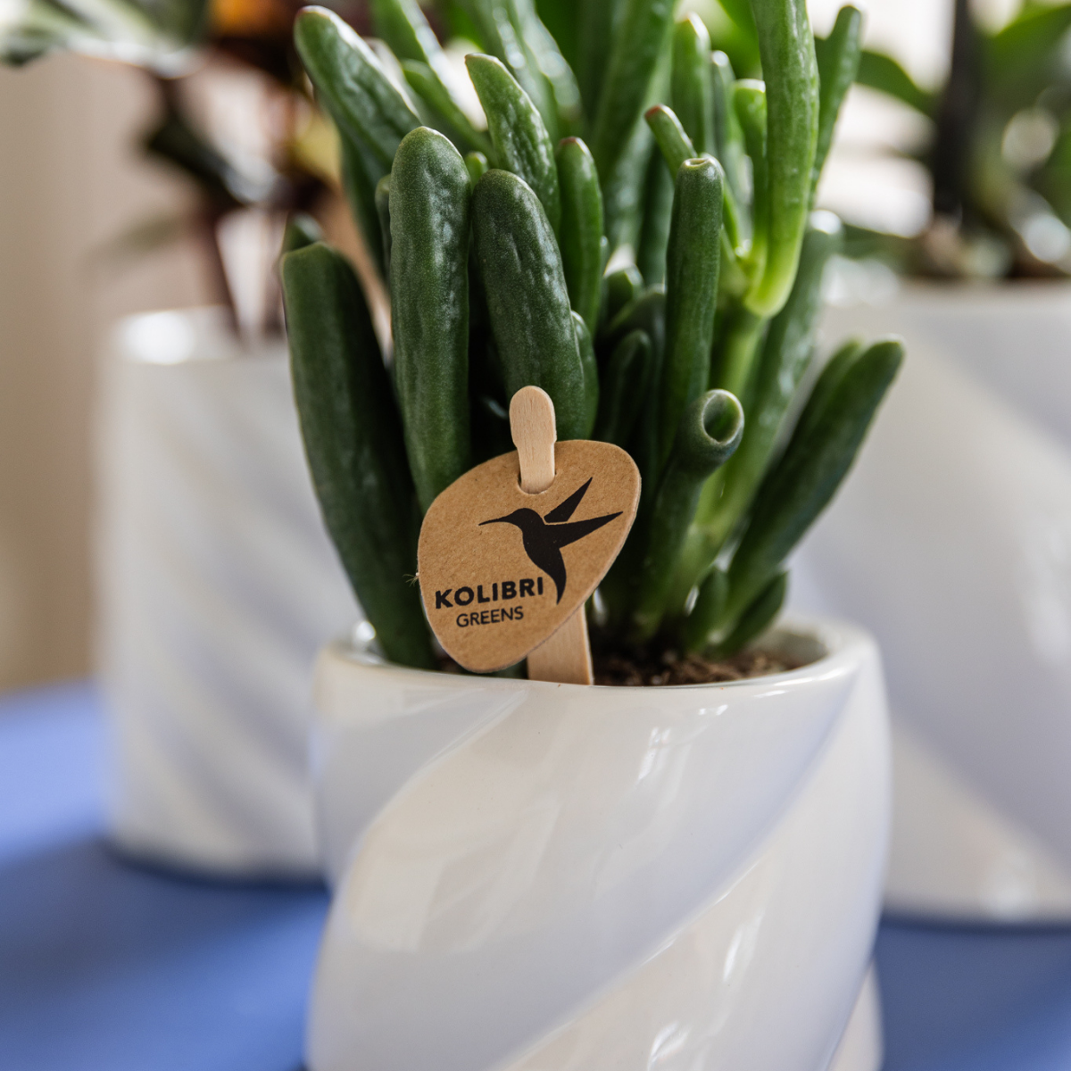 Kolibri Greens | Groene Pflanze - Sukkulente Crassula Hobbit - Blumenerde Ø6cm - grüne Zimmerpflanze - frisch aus der Gärtnerei