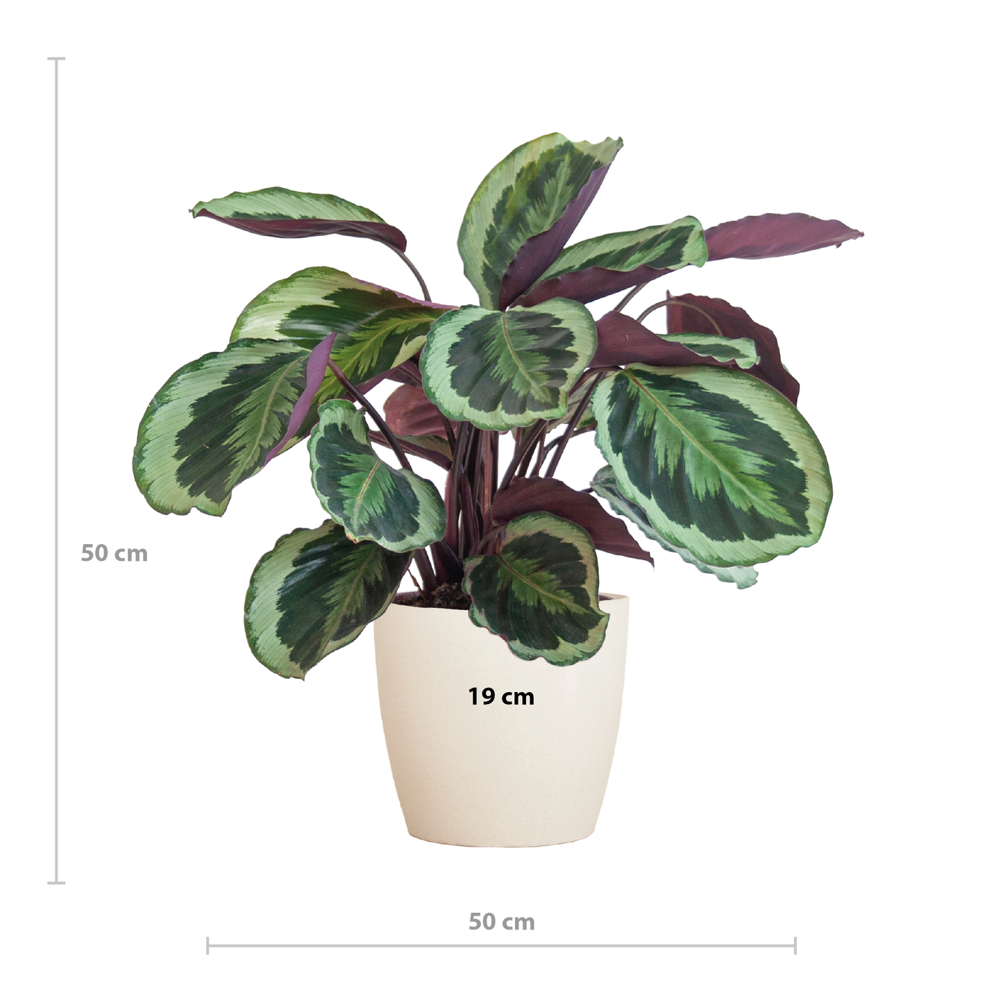 Calathea Medaillon mit Viber Weiß - 65cm - Ø21