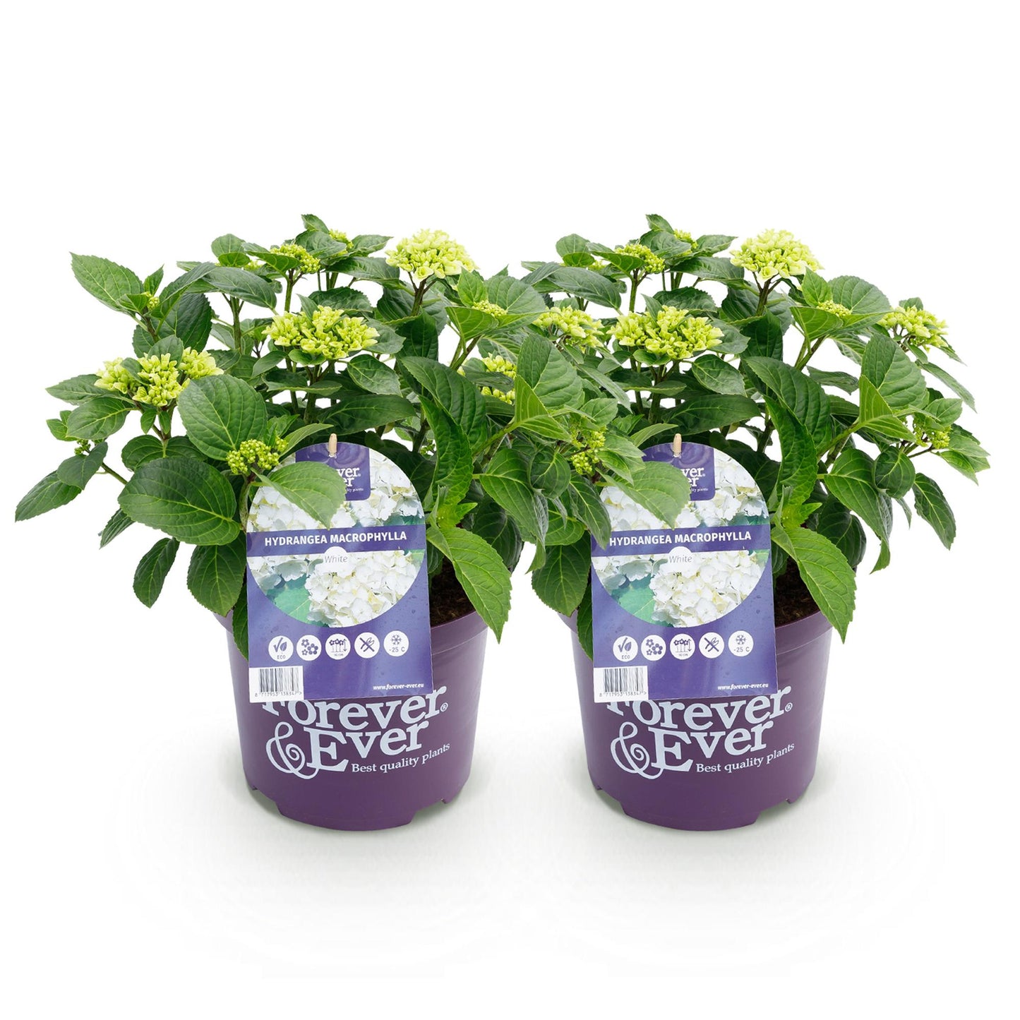 Green boutiQ - Balkonpflanze - Hortensie - Hydrangea Forever & Ever - Weiß - 7-12 Blumen - 2 Pflanzen - Topf 23cm Höhe 55cm