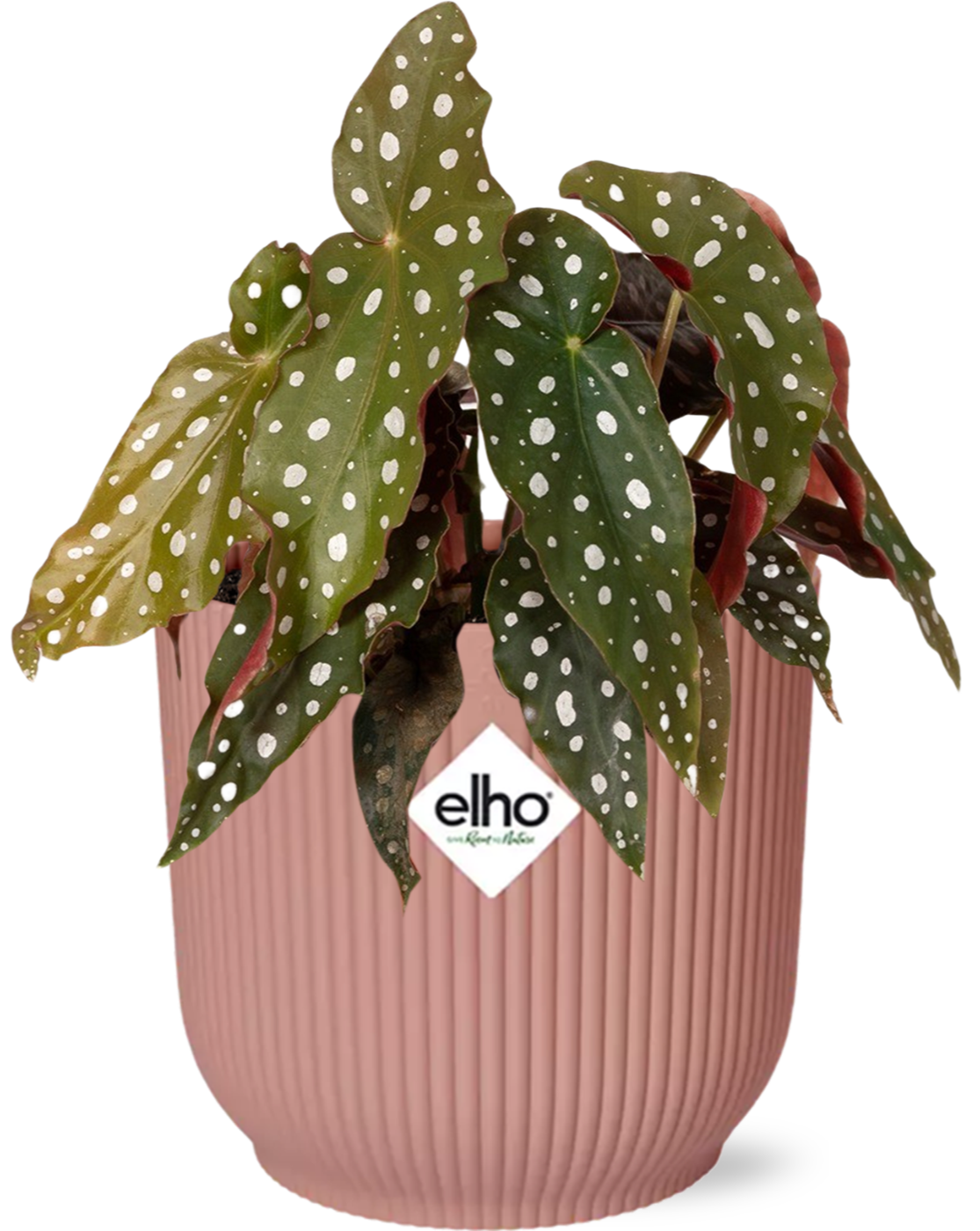Easter - Begonia Maculata + ELHO Vibes Fold 14cm roze