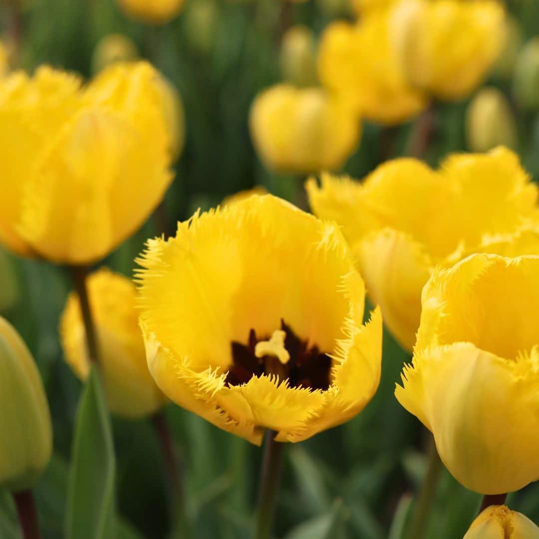 Flowerbulbs Amsterdam - Yellow Splash - 30 Blumenzwiebeln - Gr��e 12+