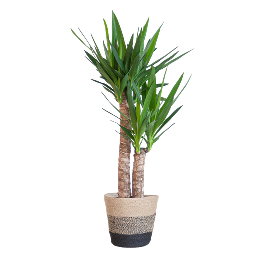 Yucca Elephantipes mit Korb Lissabon Schwarz - 90cm - Ø21