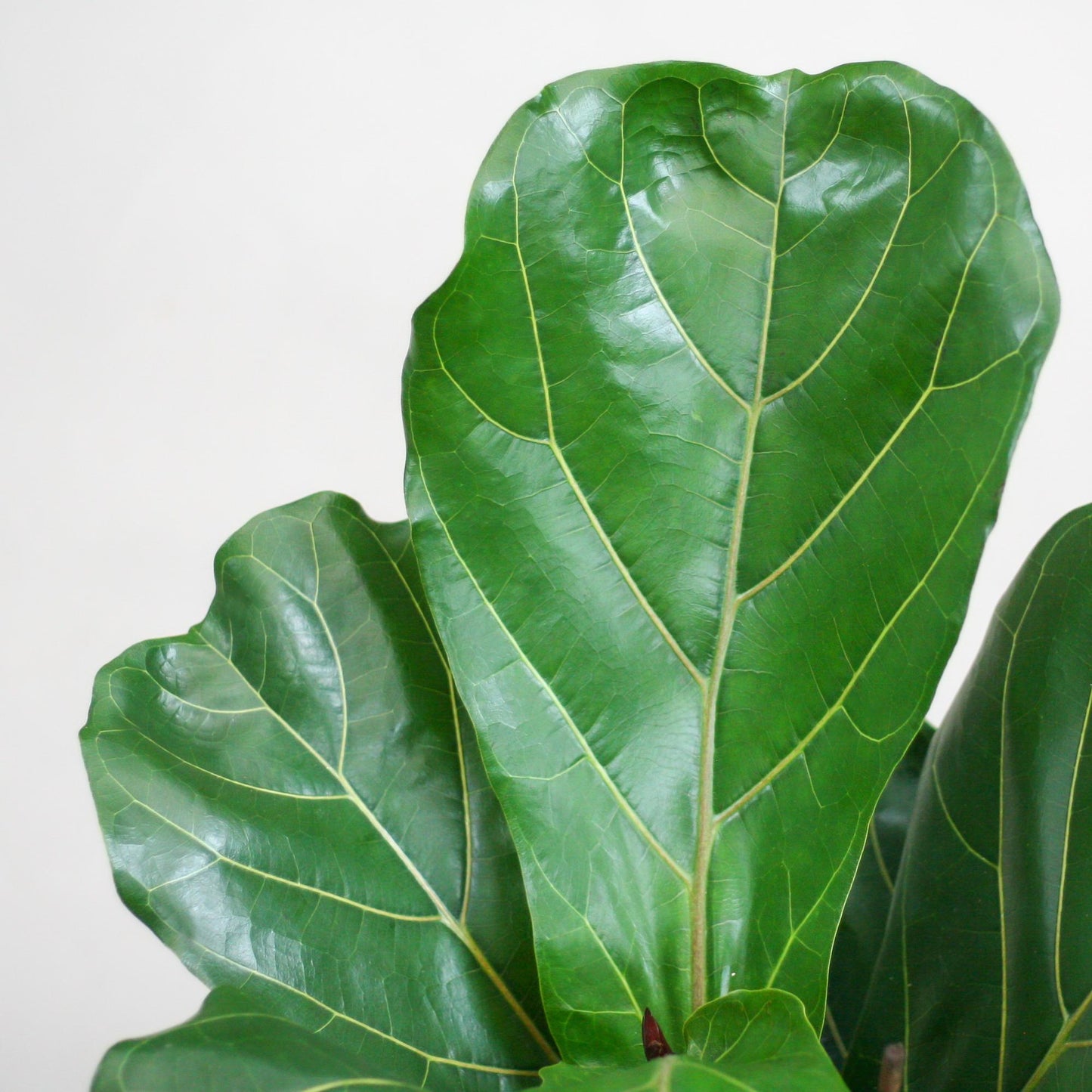 Ficus Lyrata mit Korb Lissabon weiß - 80cm - Ø21