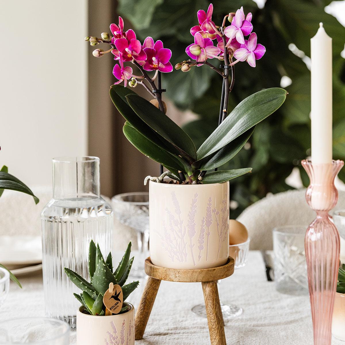 Kolibri Home | Floraler Blumentopf - Lavendel - 9cm