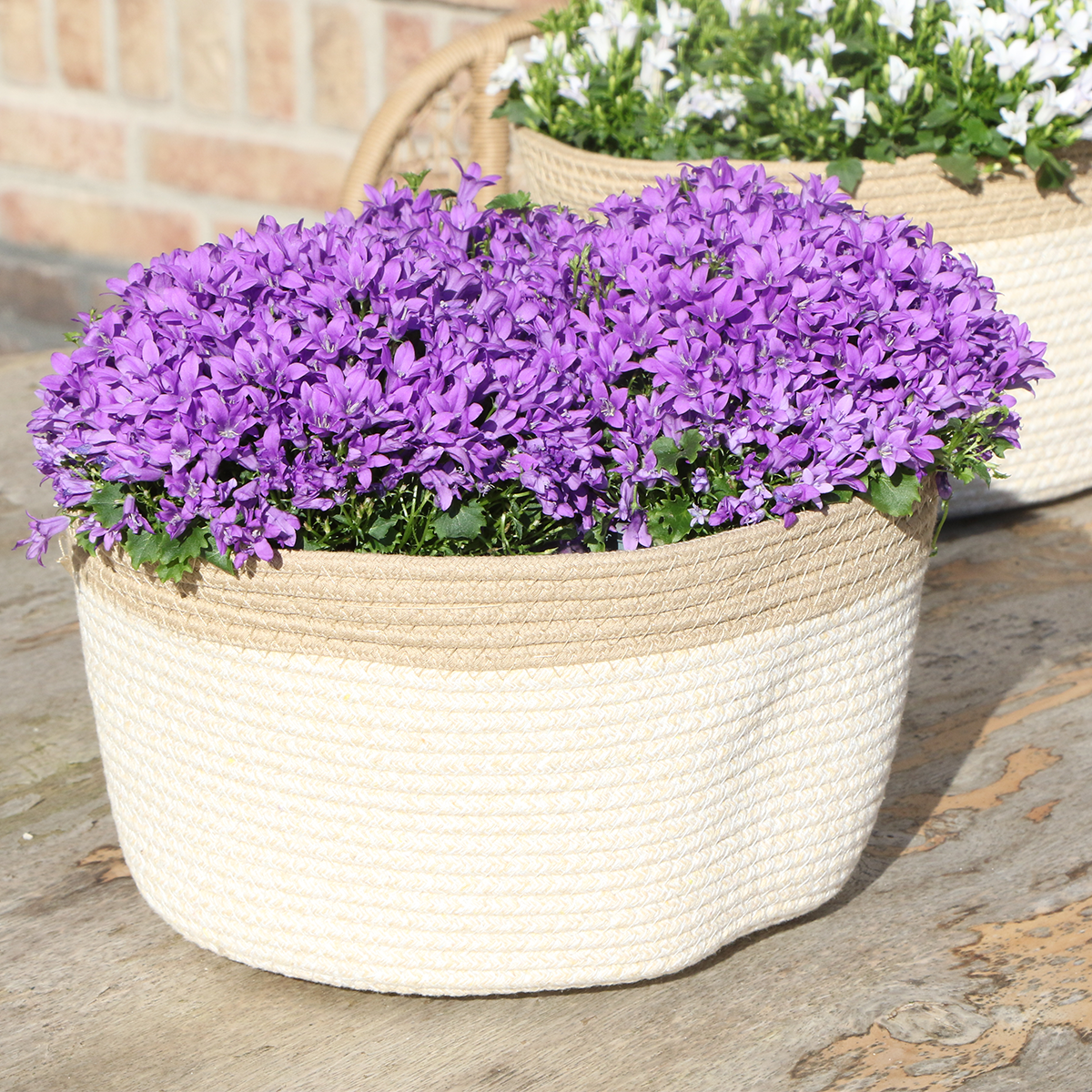 Campanula Addenda Ambella Intense purple - Baumwollschale mit Campanula mit Bewässerungssystem - 3 Stück - Glockenblume lila - Topfgröße 12cm - indoor & outdoor