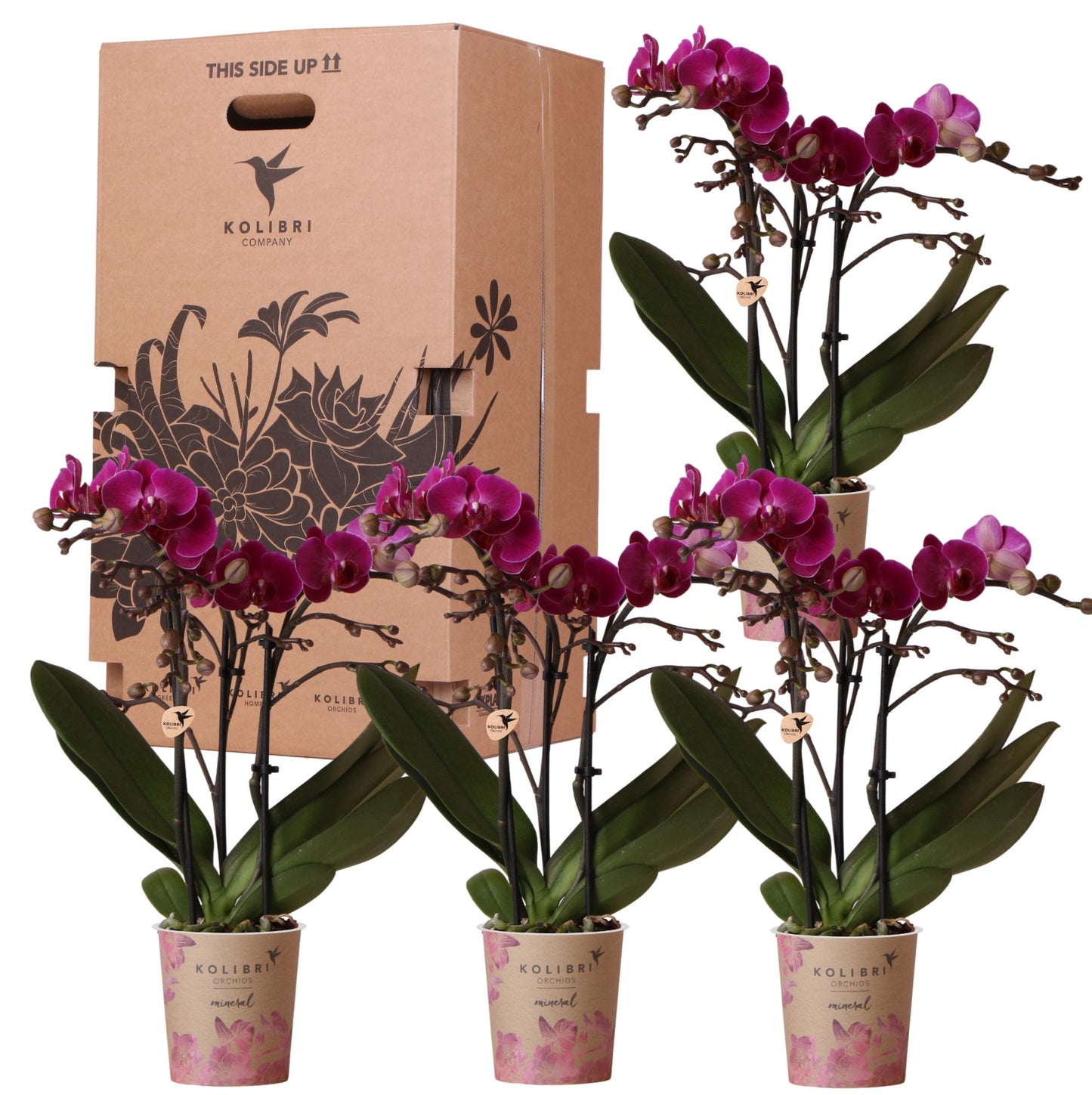 Kolibri Orchids - Überraschungsbox einfarbig - Pflanzen Vorteilsbox - Überraschungsbox mit 4 verschiedenen Orchideen - frisch vom Züchter