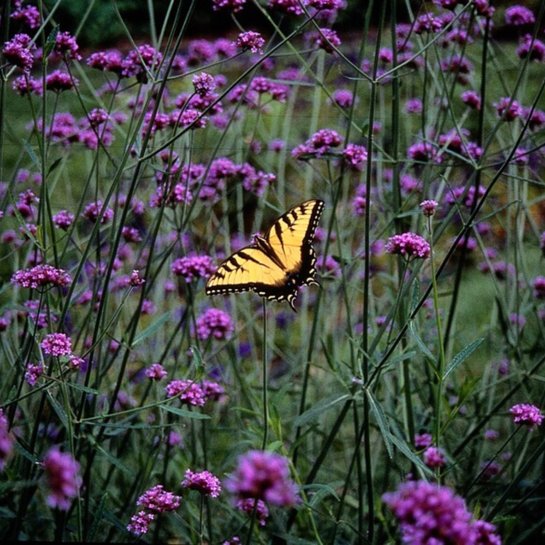 Verbena – 6 Jungpflanzen | Pflanzen & Genießen Sie Wunderschöne Verbena