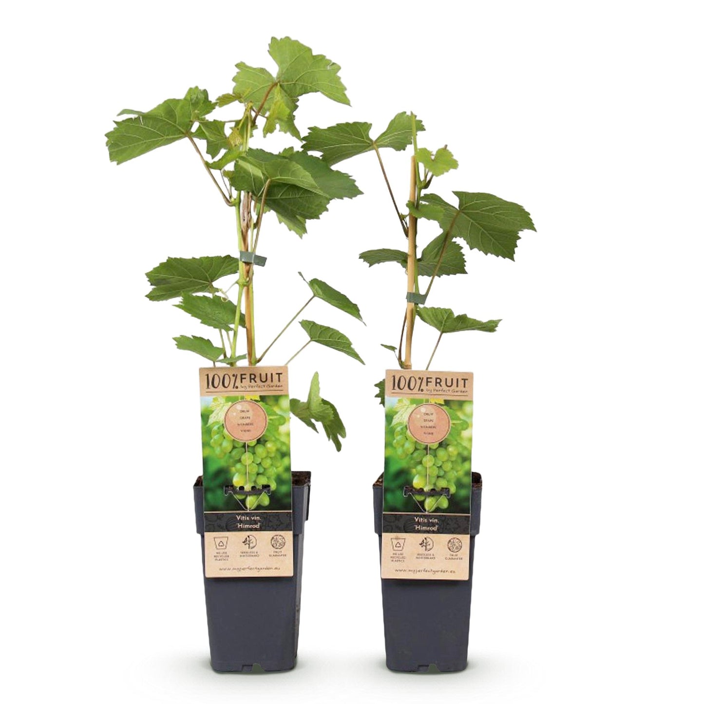 GreenboutiQ - Obstpflanze - Weiße Traube - Vitis vinifera Himrod - Kernlos - 2 Pflanzen - Topf 15cm Höhe 50cm