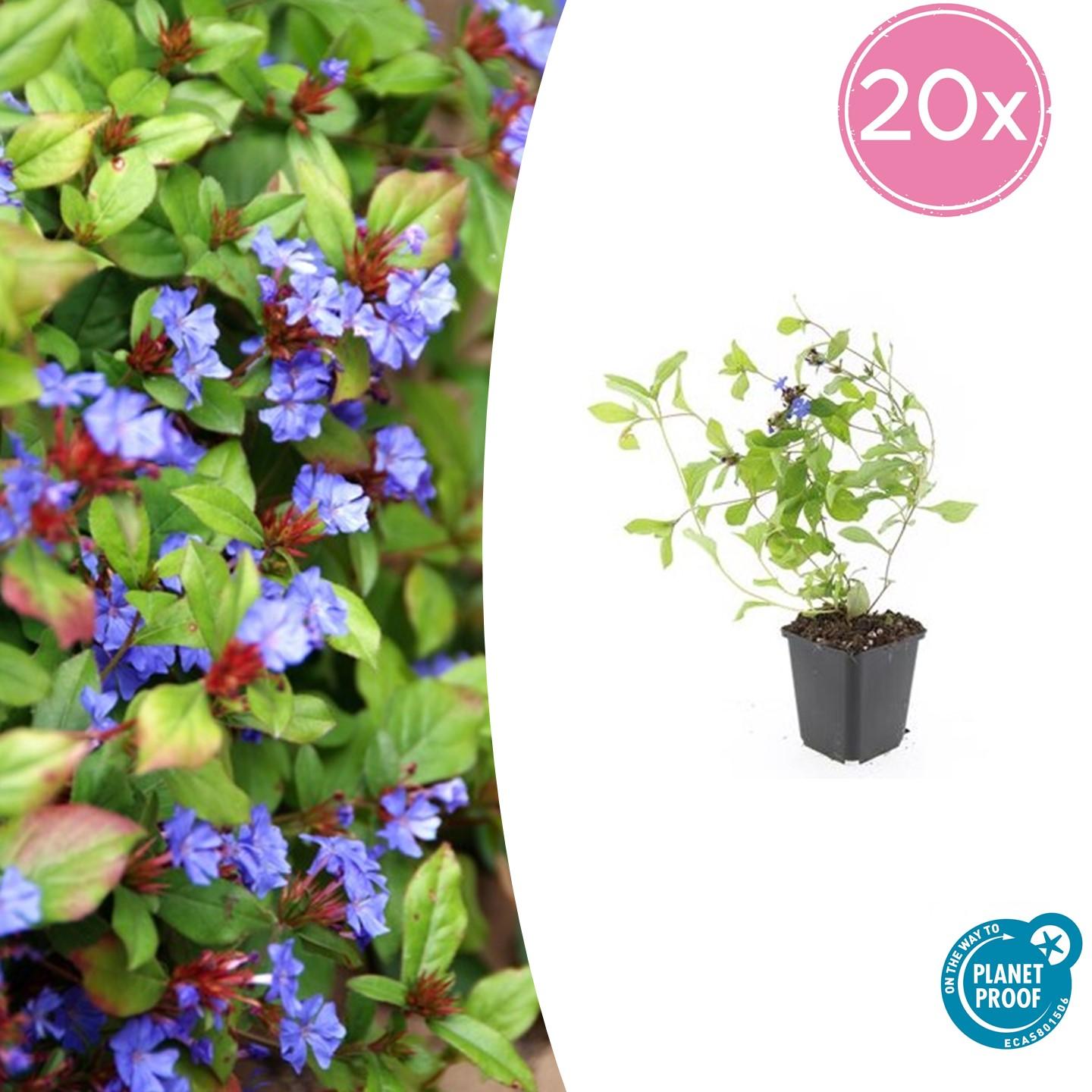 20x Ceratostigma plumbaginoides - ↕10-25cm - Ø9cm