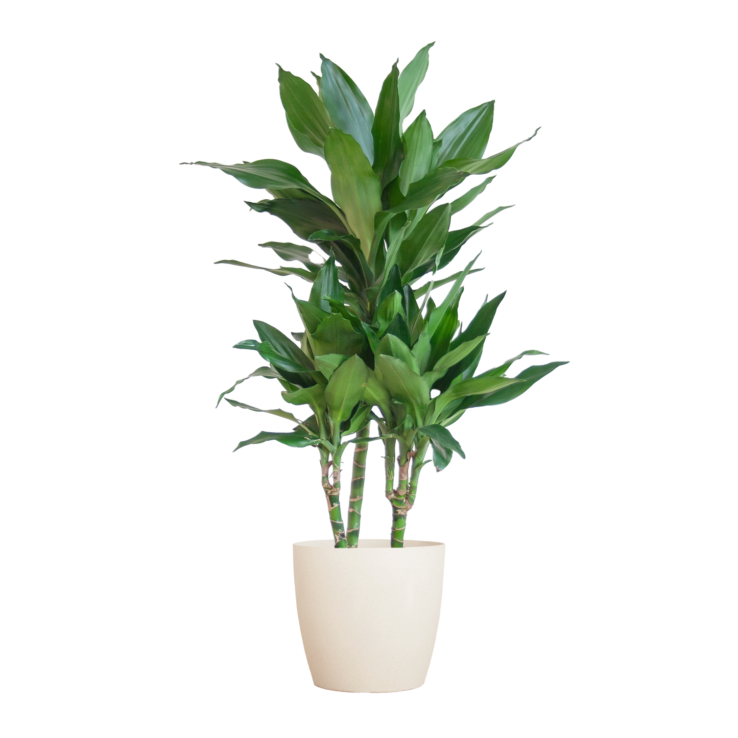 Dracaena Janet Lindt mit Viber Weiß - 95cm - Ø21