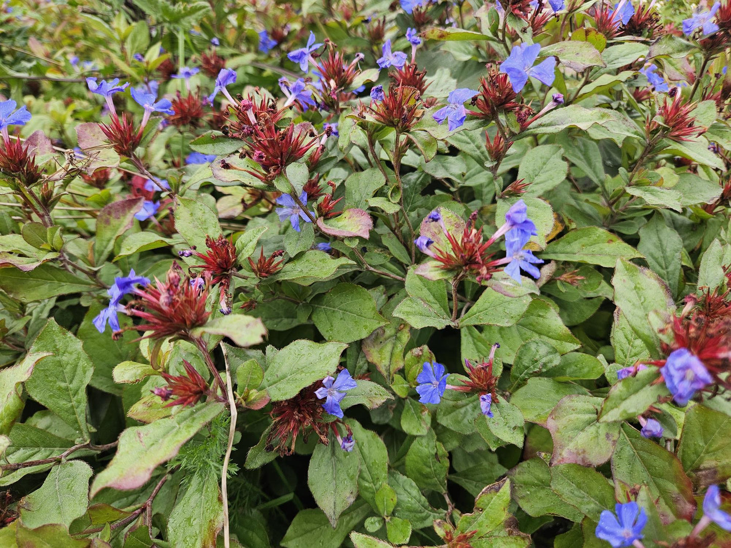 6x Ceratostigma plumbaginoides - ↕10-25cm - Ø9cm
