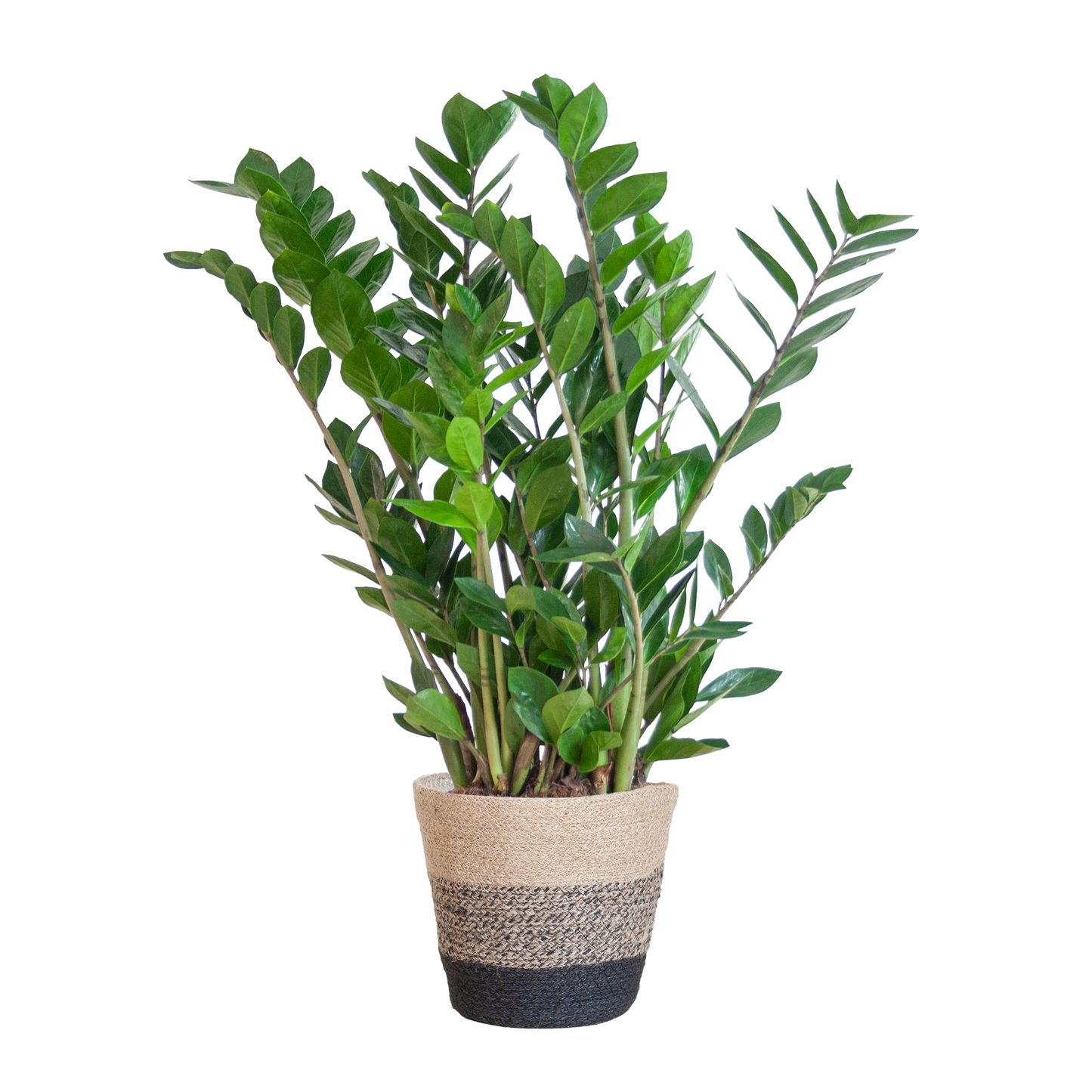 Zamioculcas Zamiifolia mit Pflanzkorb Lissabon Schwarz - 80cm - Ø21