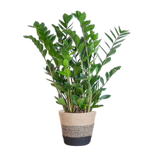 Zamioculcas Zamiifolia mit Pflanzkorb Lissabon Schwarz - 80cm - Ø21