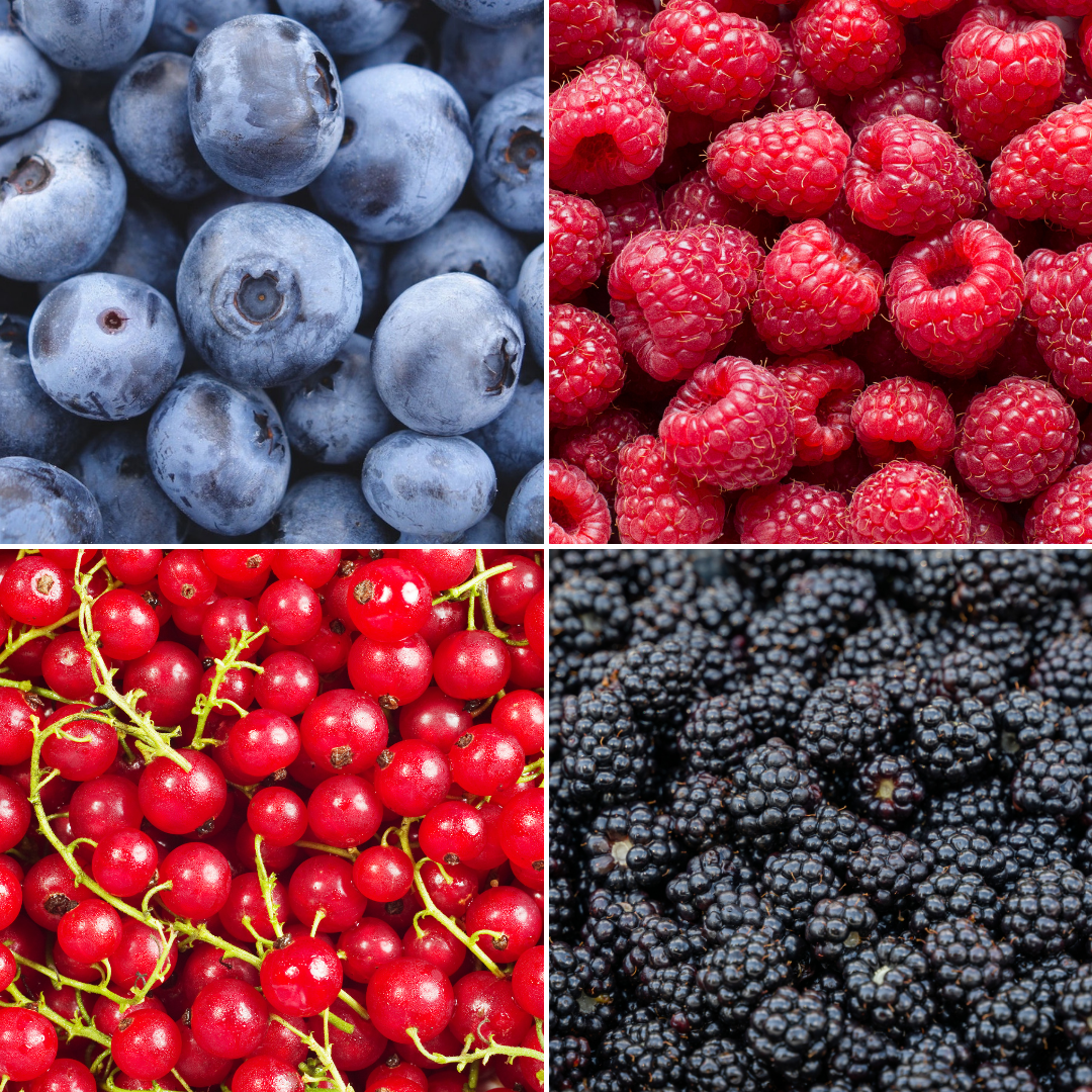 "Fruchtparadis" BIO Obstpflanzen set im mix von 4 verschiedene Sorten