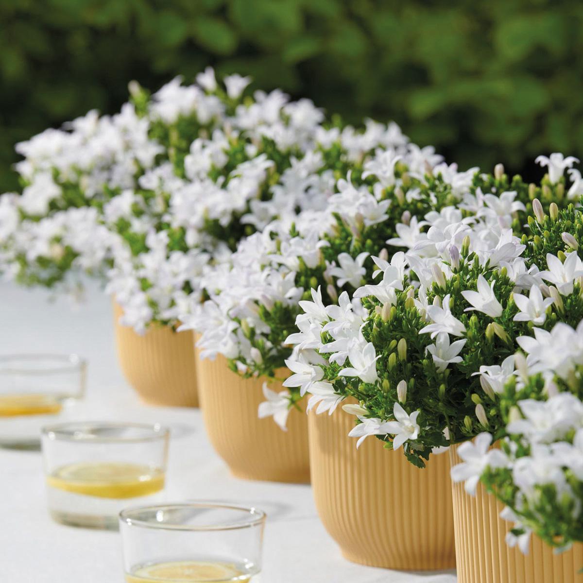 Campanula Addenda - Glockenblume weiß Topfgröße 12cm - 1m2 Bodendecker - 6 Pflanzen - Ambella weiß - Gartenpflanzen - winterhart