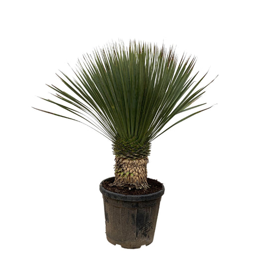 Yucca Rostrata - 100cm- Ø38